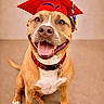 Diego joined the competition — help win amazing prizes! dog, brown_dog, graduation_cap, red_cap, smiling_dog, happy, pet, canine, collar, indoor, sitting, tongue_out, close_up, cute, celebration, portrait, animal, friendly, playful, background_blur