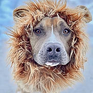 Diego is registered to the contest to win money with this photo: dog, costume, lion_mane, portrait, close_up, pet, animal, fur, brown, cute, outdoor, looking_at_camera, adorable, mammal, domestic_animal, face, whiskers, ears, snout, background_blur