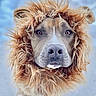 dog, costume, lion_mane, portrait, close_up, pet, animal, fur, brown, cute, outdoor, looking_at_camera, adorable, mammal, domestic_animal, face, whiskers, ears, snout, background_blur