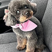 Cinnamon is registered to the contest to win money with this photo: dog, puppy, toy_poodle, fluffy, curly_fur, black_fur, brown markings, pink_bandana, bow, accessory, sitting, car, car_seat, vehicle_interior, portrait, pet, cute, indoors, close_up, fashionable