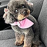 dog, puppy, toy_poodle, fluffy, curly_fur, black_fur, brown markings, pink_bandana, bow, accessory, sitting, car, car_seat, vehicle_interior, portrait, pet, cute, indoors, close_up, fashionable