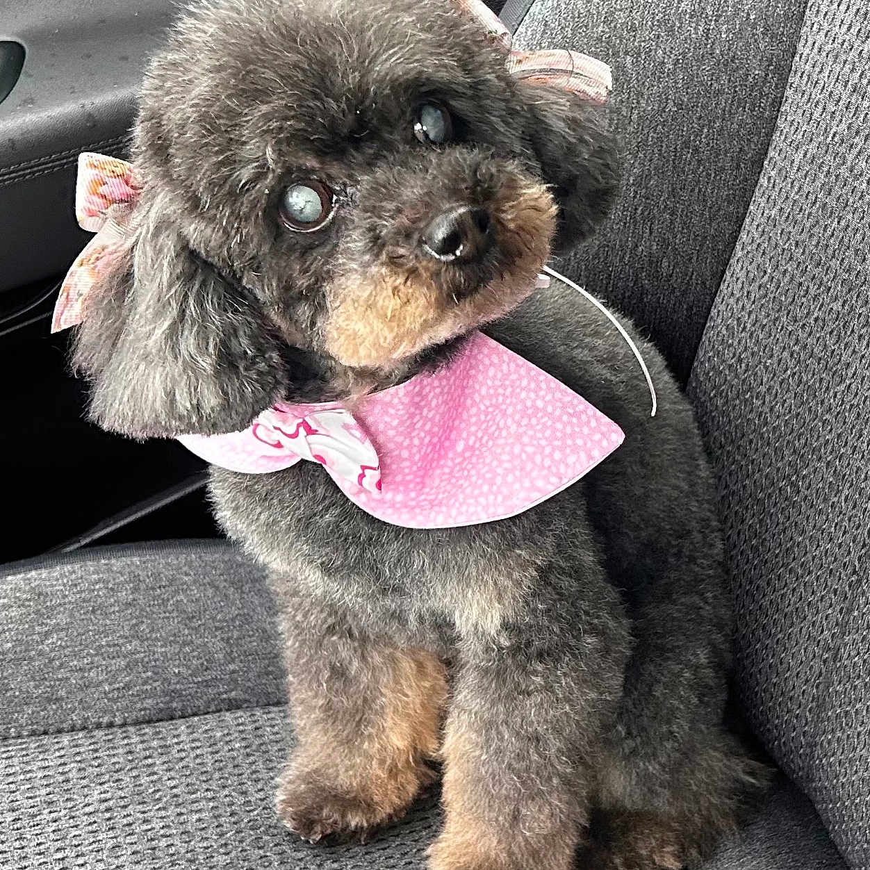 Cinnamon is registered to the contest to win money with this photo: dog, puppy, toy_poodle, fluffy, curly_fur, black_fur, brown markings, pink_bandana, bow, accessory, sitting, car, car_seat, vehicle_interior, portrait, pet, cute, indoors, close_up, fashionable