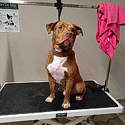 Arkan a rejoint le concours — aidez-le/la à gagner de superbes lots ! dog, brown_dog, grooming_table, pet_grooming, towel, collar, leash, clinic, indoor, tile_floor, poster, sitting, paws, stare, metal_bar, grooming_strap, animal, photography, white_chest_marking, floor