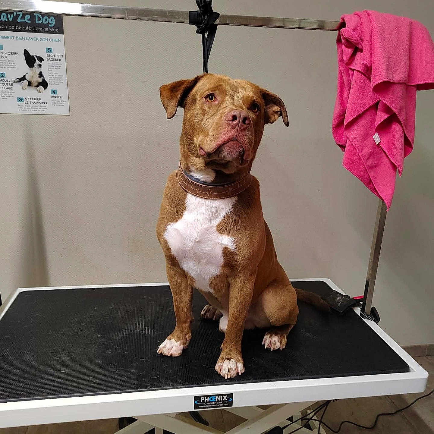 Arkan a rejoint le concours — aidez-le/la à gagner de superbes lots ! animal, brown_dog, clinic, collar, dog, floor, grooming_strap, grooming_table, indoor, leash, metal_bar, paws, pet_grooming, photography, poster, sitting, stare, tile_floor, towel, white_chest_marking