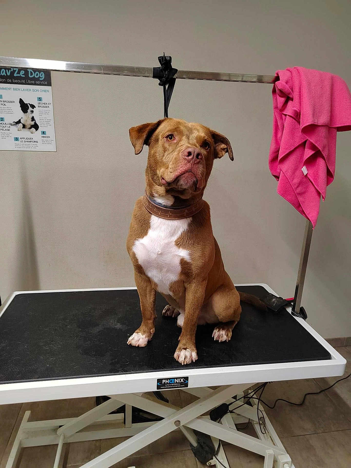 Arkan a rejoint le concours — aidez-le/la à gagner de superbes lots ! dog, brown_dog, grooming_table, pet_grooming, towel, collar, leash, clinic, indoor, tile_floor, poster, sitting, paws, stare, metal_bar, grooming_strap, animal, photography, white_chest_marking, floor