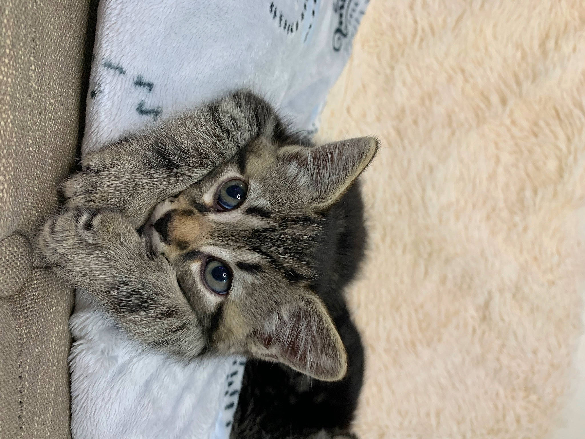 Noki is registered to the contest to win money with this photo: aegean_cat, american_shorthair, asian, british_semi_longhair, carnivore, cat, domestic_short_haired_cat, dragon_li, european_shorthair, felidae, fur, kitten, mammal, norwegian_forest_cat, pixie_bob, small_to_medium_sized_cats, snout, tabby_cat, whiskers, wild_cat