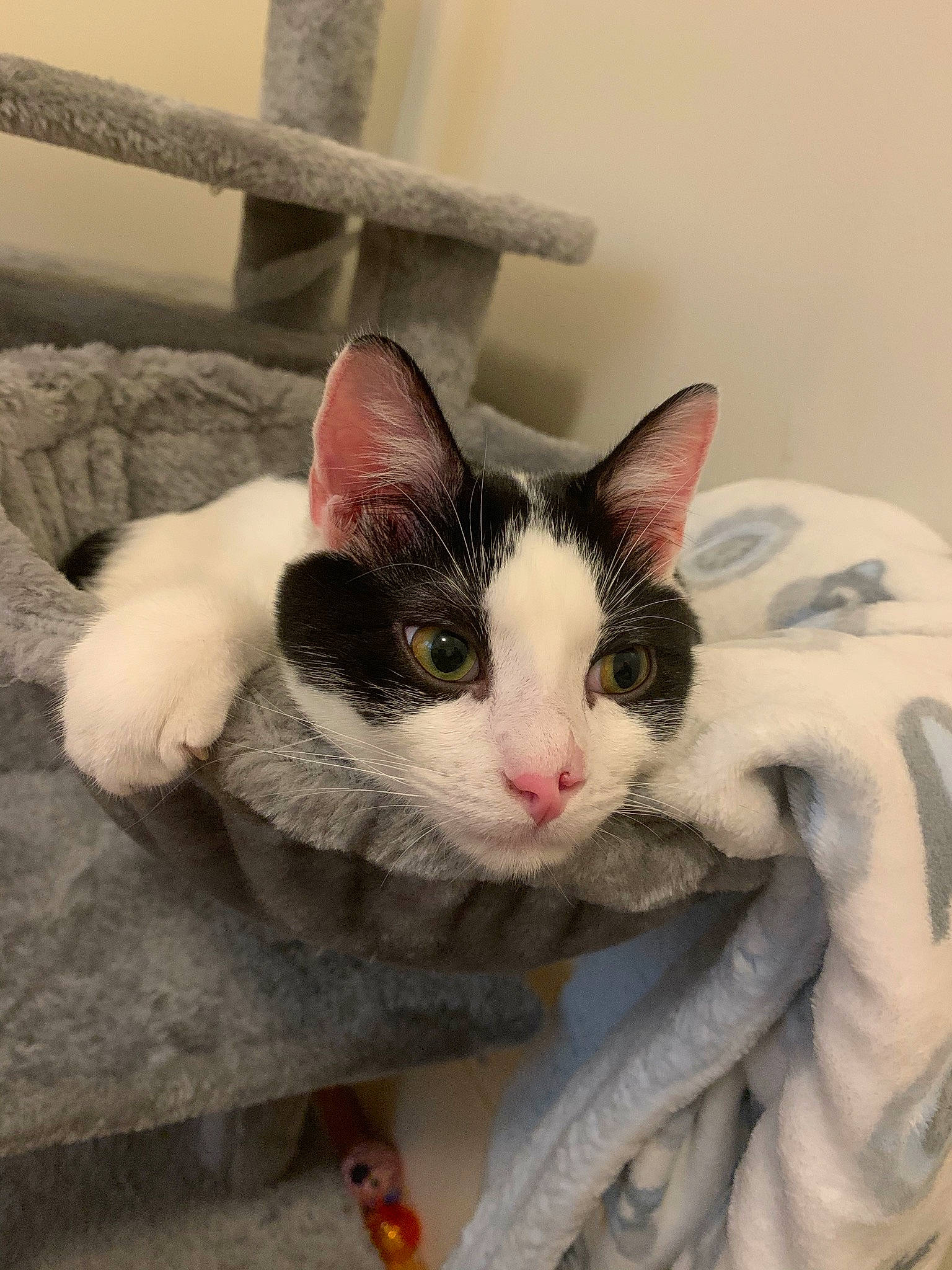 Ollie is registered to the contest to win money with this photo: aegean_cat, carnivore, cat, domestic_short_haired_cat, european_shorthair, felidae, german_rex, kitten, mammal, small_to_medium_sized_cats, snout, turkish_van, whiskers