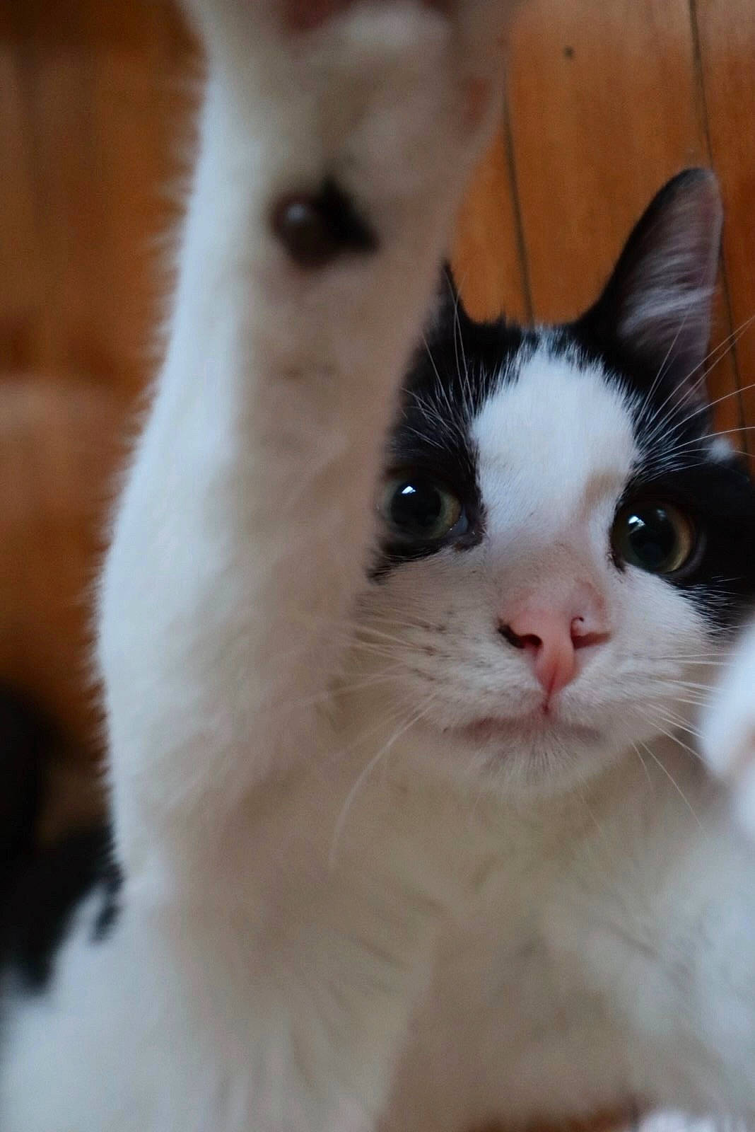 Ollie is registered to the contest to win money with this photo: carnivore, cat, close_up, eye, fawn, felidae, fur, japanese_bobtail, kitten, mammal, nose, polydactyl_cat, ragdoll, skin, small_to_medium_sized_cats, snout, turkish_angora, turkish_van, vertebrate, whiskers