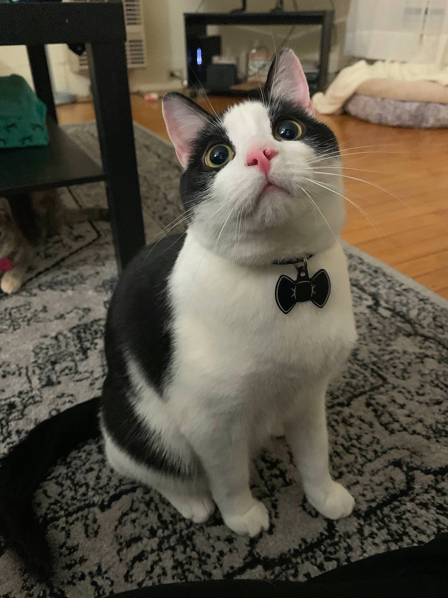 Ollie is registered to the contest to win money with this photo: aegean_cat, american_wirehair, asian, black_and_white, carnivore, cat, domestic_short_haired_cat, european_shorthair, eye, felidae, japanese_bobtail, kitten, mammal, paw, polydactyl_cat, small_to_medium_sized_cats, snout, tail, vertebrate, whiskers