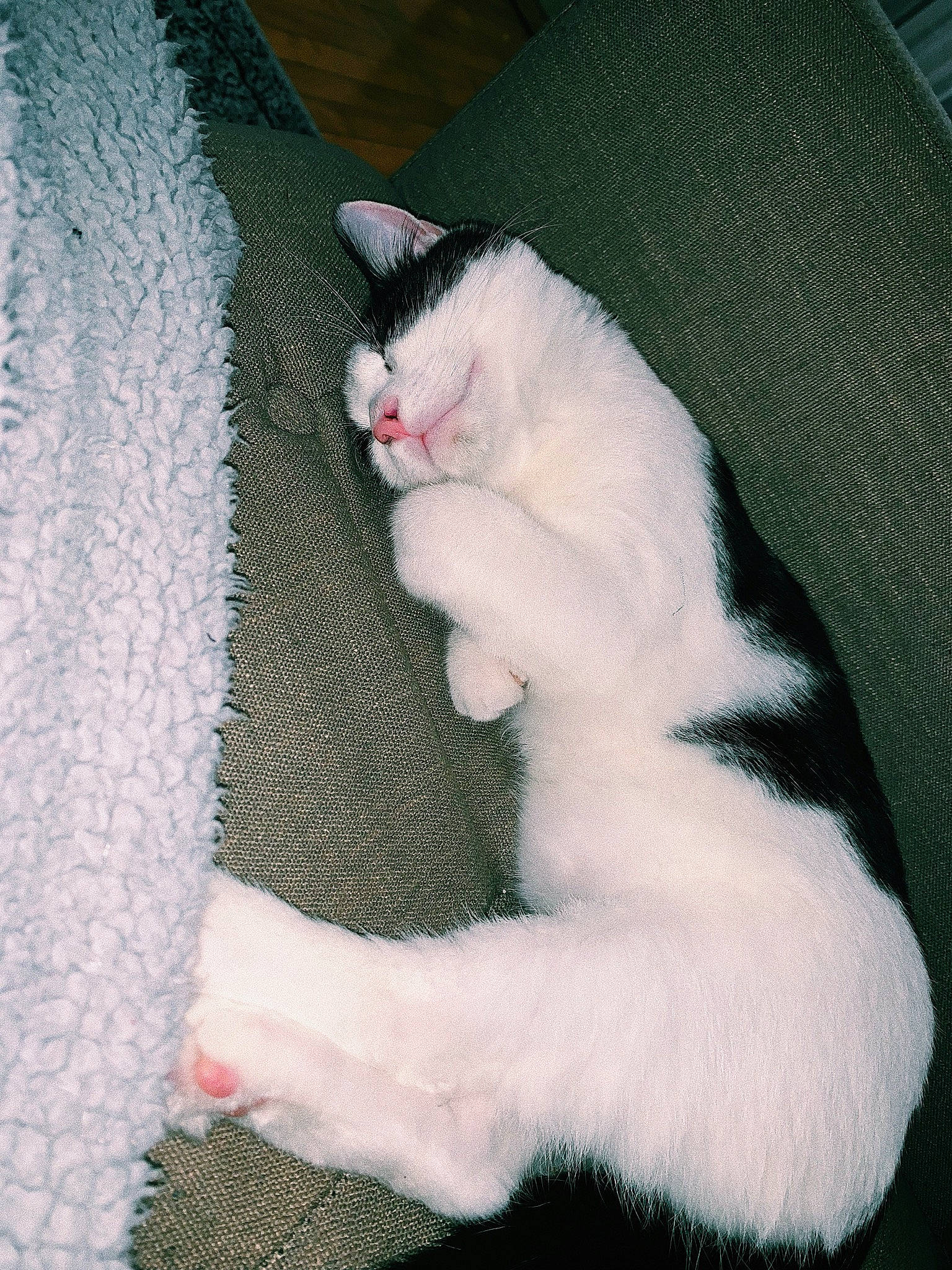 Ollie is registered to the contest to win money with this photo: carnivore, cat, claw, felidae, fur, japanese_bobtail, kitten, mammal, paw, polydactyl_cat, small_to_medium_sized_cats, tail, turkish_angora, turkish_van, whiskers, white