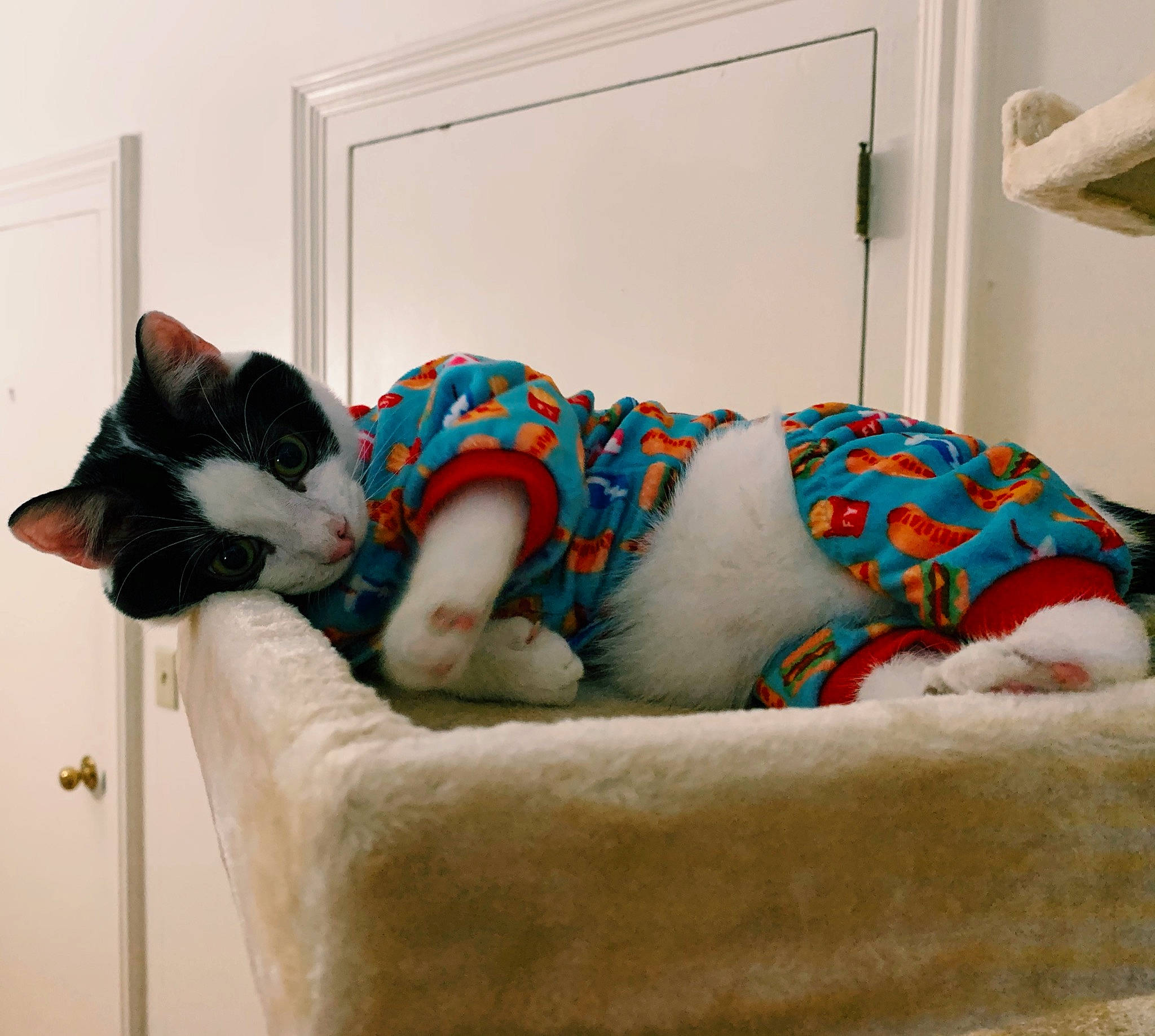 Ollie joined the competition — help win amazing prizes! carnivore, cat, cat_bed, comfort, couch, ear, fawn, felidae, fur, furniture, nap, room, small_to_medium_sized_cats, tail, whiskers