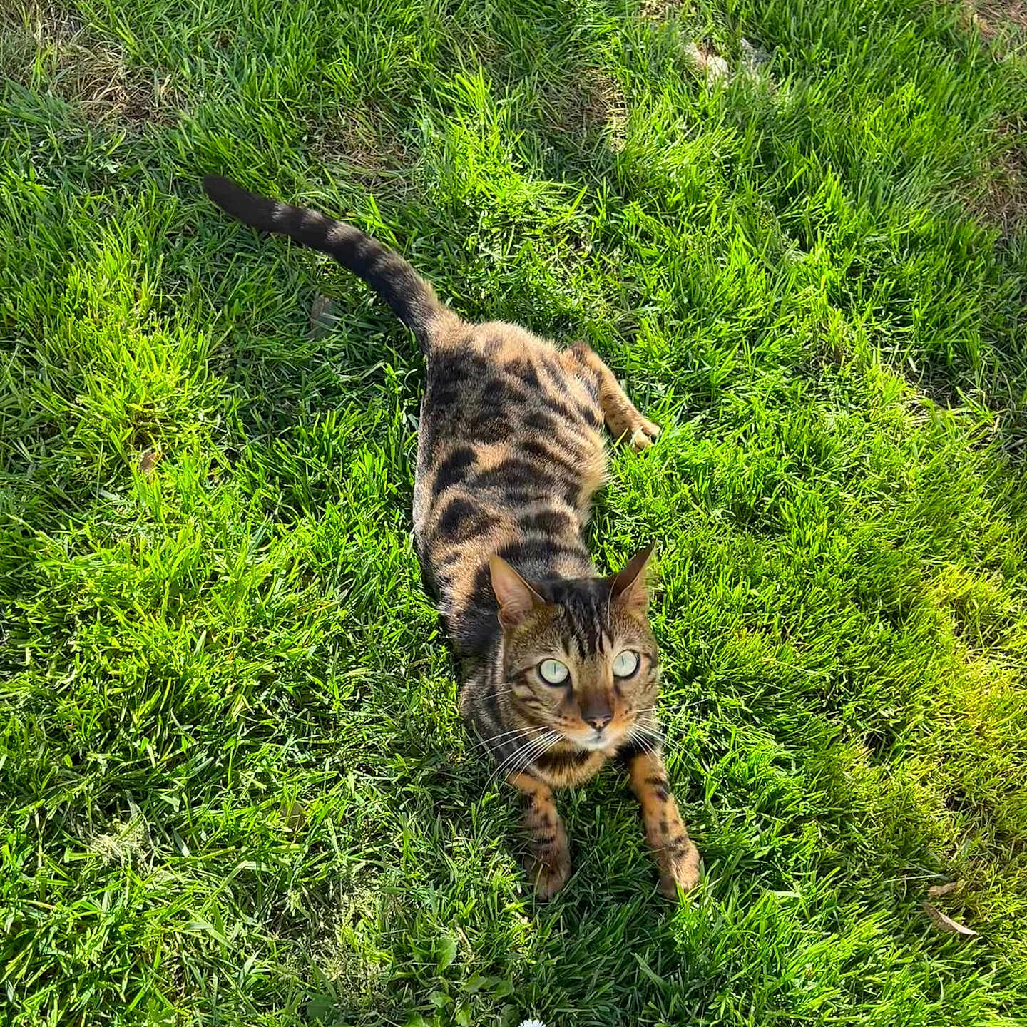 Uky a rejoint le concours — aidez-le/la à gagner de superbes lots ! accessories, animal, backyard, cat, field, grass, grassland, green, herbal, herbs, kitten, lawn, nature, outdoors, pet, plant, strap, tree, vegetation, yard