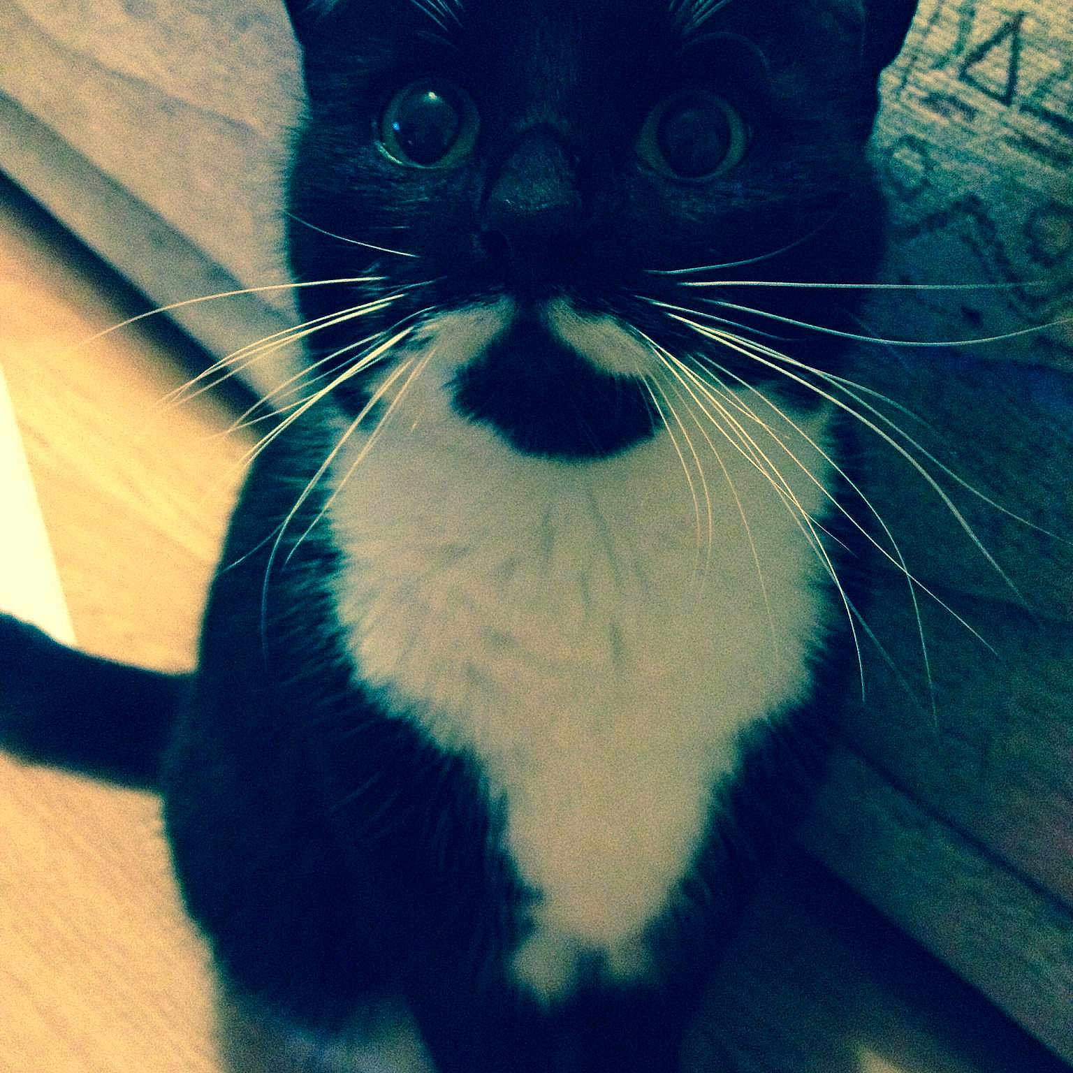 Toby is registered to the contest to win money with this photo:
