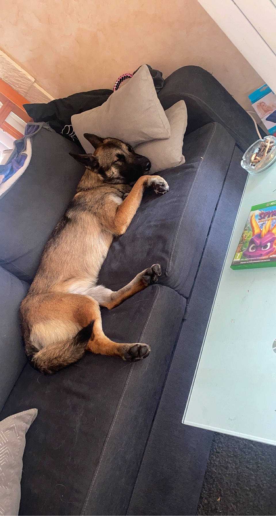 Nayka a rejoint le concours — aidez-le/la à gagner de superbes lots ! canidae, carnivore, comfort, companion_dog, couch, dog, dog_breed, fawn, floor, flooring, fur, guard_dog, hardwood, nap, paw, sporting_group, tail, toy_dog, wood, working_animal