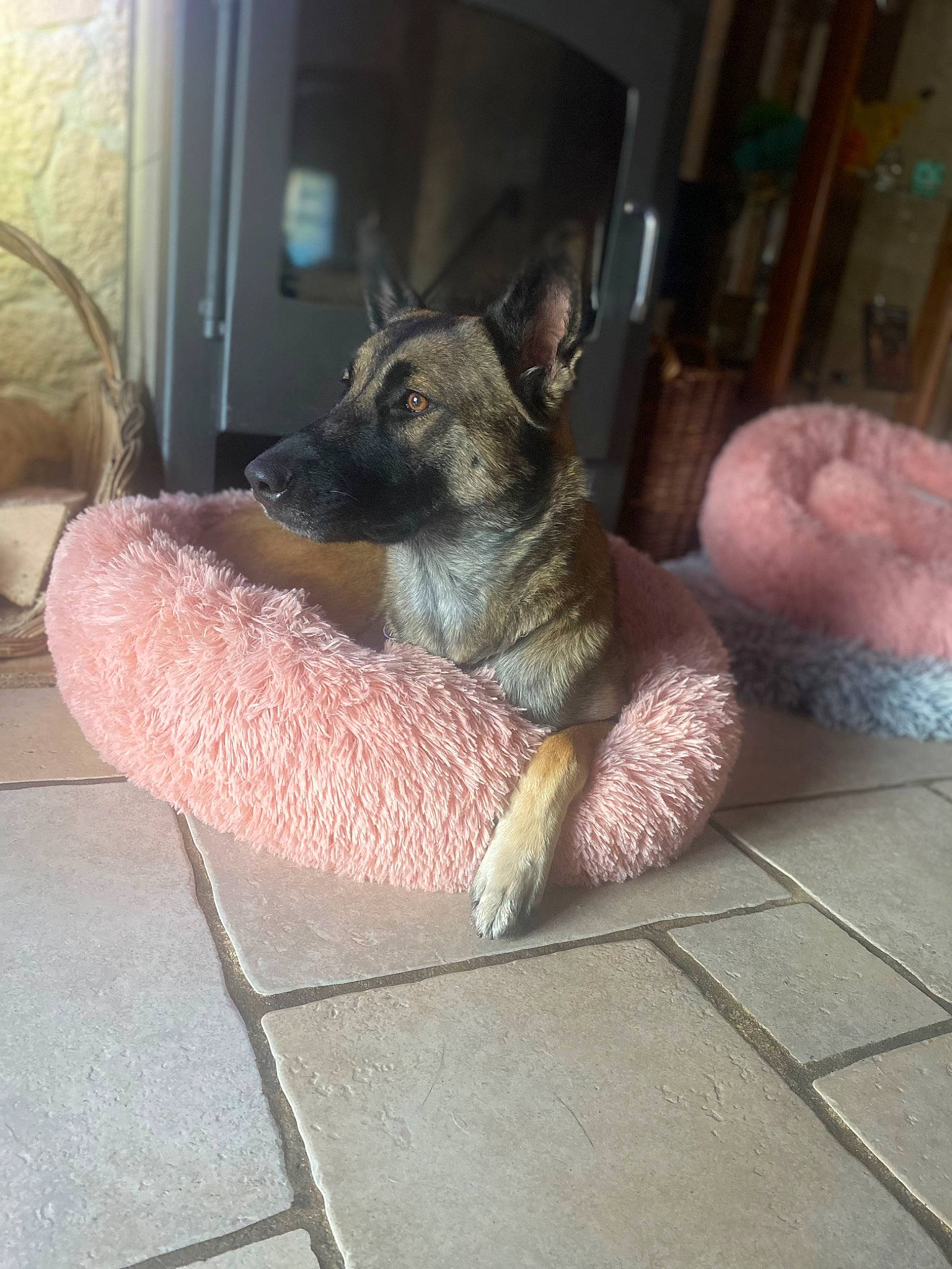 Nayka a rejoint le concours — aidez-le/la à gagner de superbes lots ! carnivore, claw, comfort, companion_dog, couch, dog, dog_breed, domestic_short_haired_cat, fawn, felidae, flooring, foot, fur, human_leg, paw, small_to_medium_sized_cats, snout, tail, whiskers, working_animal