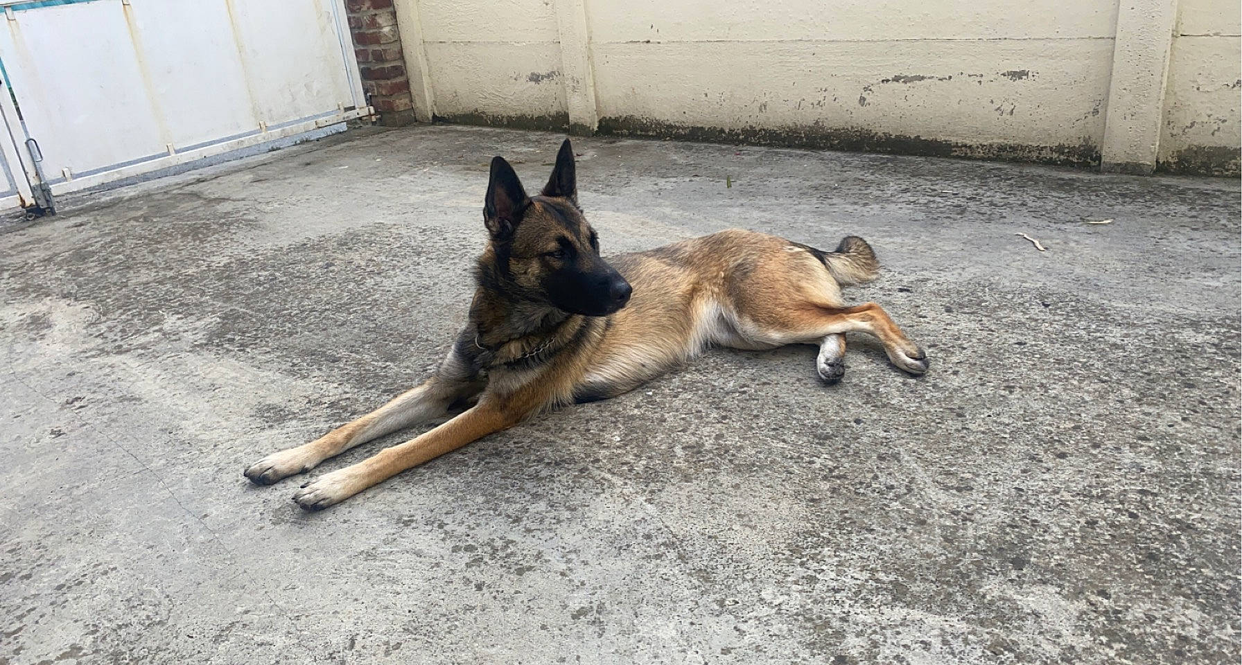 Nayka a rejoint le concours — aidez-le/la à gagner de superbes lots ! canidae, carnivore, companion_dog, dog, dog_breed, east_european_shepherd, fawn, german_shepherd_dog, herding_dog, king_shepherd, old_german_shepherd_dog, paw, road_surface, snout, sporting_group, street_dog, tail, terrestrial_animal, working_animal, working_dog