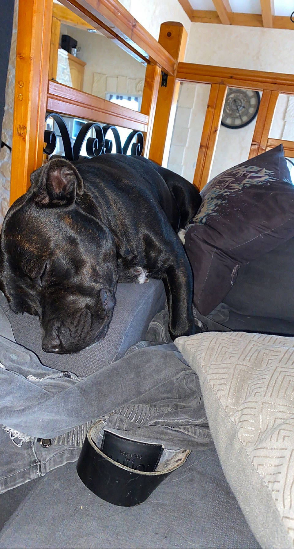 Olympe a rejoint le concours — aidez-le/la à gagner de superbes lots ! carnivore, clock, collar, comfort, companion_dog, couch, dog, dog_breed, dog_collar, fawn, felidae, fur, grey, hat, liver, snout, whiskers, wood, working_animal, wrinkle