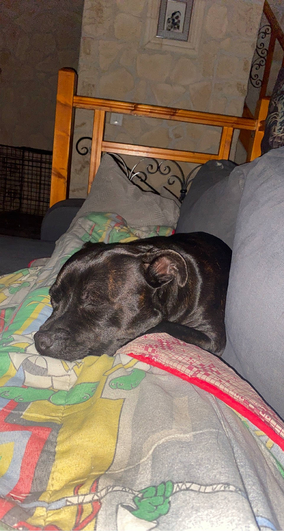 Olympe a rejoint le concours — aidez-le/la à gagner de superbes lots ! canidae, carnivore, chair, comfort, companion_dog, couch, dog, dog_breed, dog_supply, fawn, flooring, fur, guard_dog, linens, pattern, room, snout, sporting_group, terrestrial_animal, working_animal