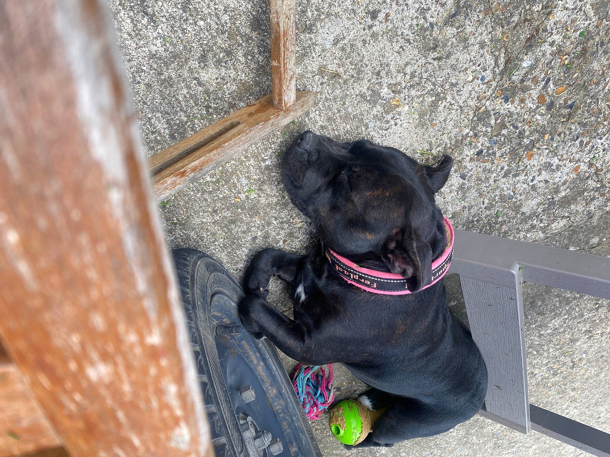 Olympe a rejoint le concours — aidez-le/la à gagner de superbes lots ! canidae, carnivore, collar, companion_dog, dog, dog_breed, dog_collar, dog_supply, fashion_accessory, fawn, fur, guard_dog, leash, liver, pet_supply, snout, sporting_group, tail, wood, working_animal