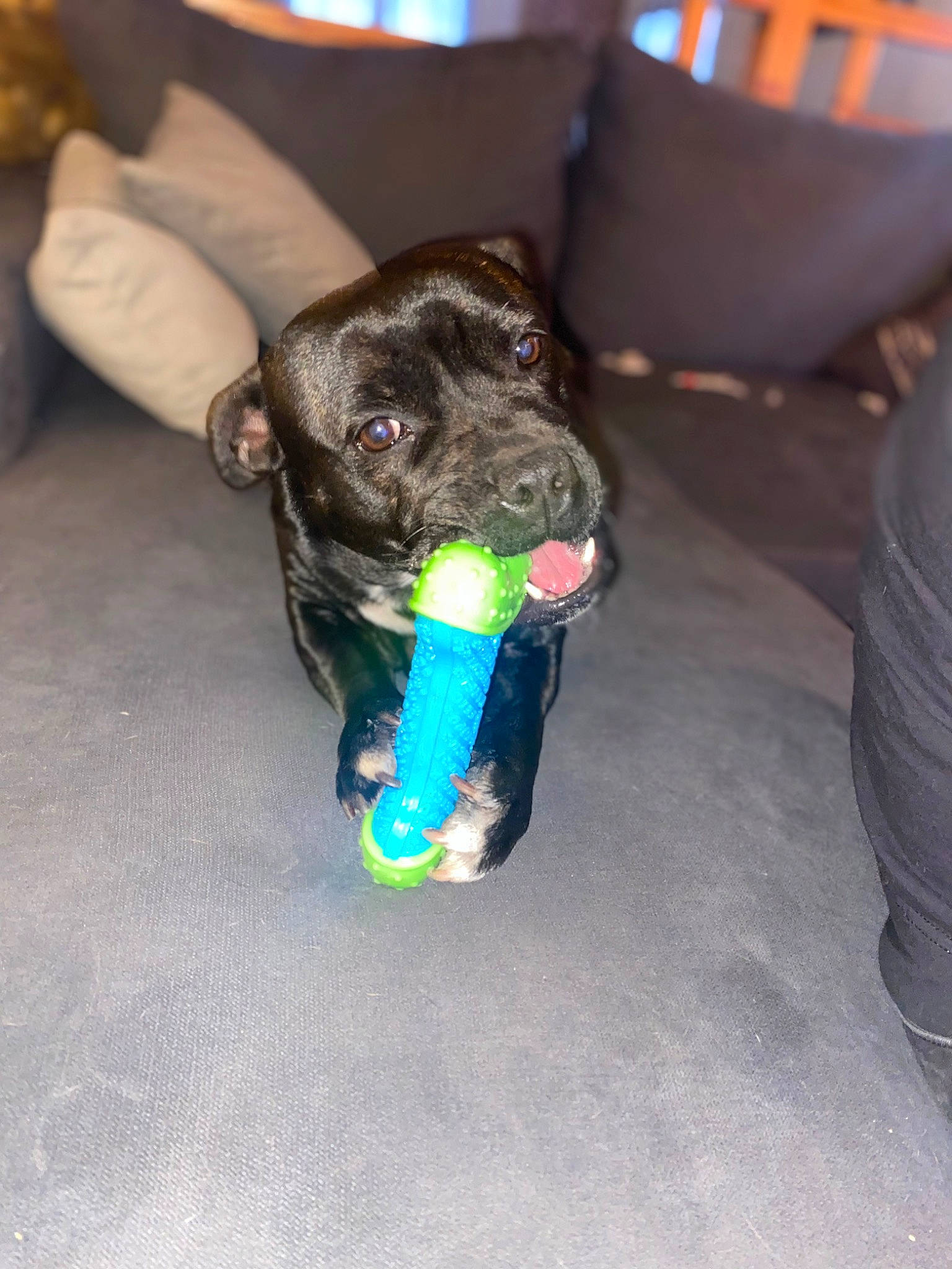 Olympe a rejoint le concours — aidez-le/la à gagner de superbes lots ! canidae, carnivore, collar, companion_dog, dog, dog_breed, dog_clothes, dog_collar, dog_supply, dog_toy, electric_blue, fawn, fur, guard_dog, paw, snout, sporting_group, tail, toy_dog, working_animal