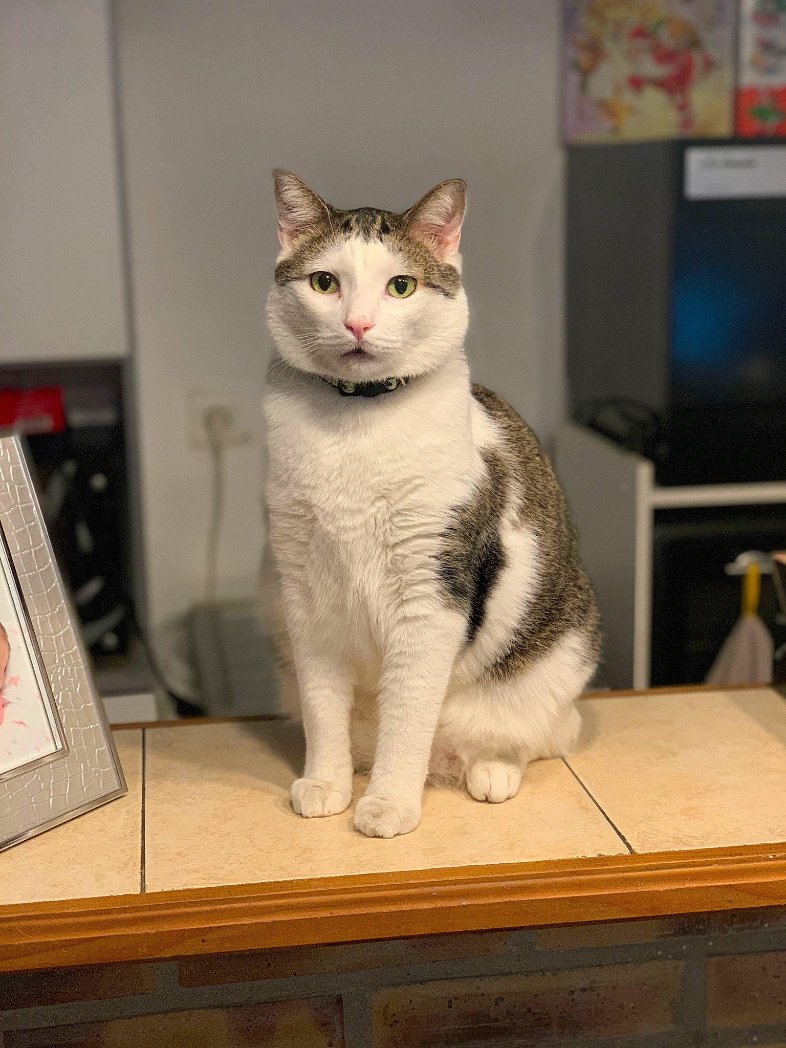 Prince a rejoint le concours — aidez-le/la à gagner de superbes lots ! cable_television, carnivore, cat, cat_furniture, desk, domestic_short_haired_cat, eye, felidae, fur, hardwood, paw, picture_frame, shelf, small_to_medium_sized_cats, snout, table, tail, television, whiskers, wood