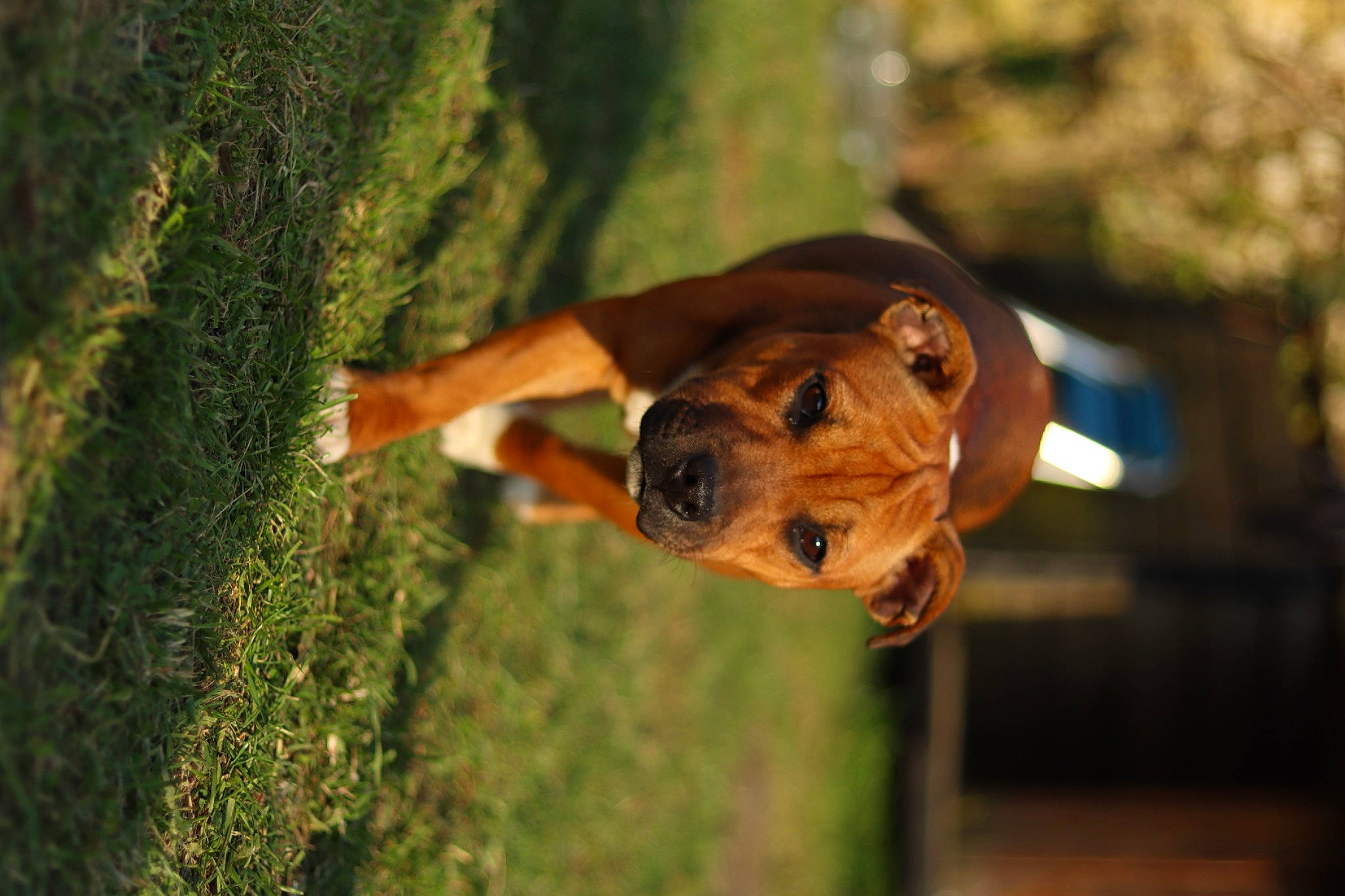 Shanelle a rejoint le concours — aidez-le/la à gagner de superbes lots ! adventure, bovine, canidae, carnivore, dog, dog_breed, fawn, felidae, grass, guard_dog, happy, plant, recreation, snout, sporting_group, terrestrial_animal, tree, trunk, wood, working_animal