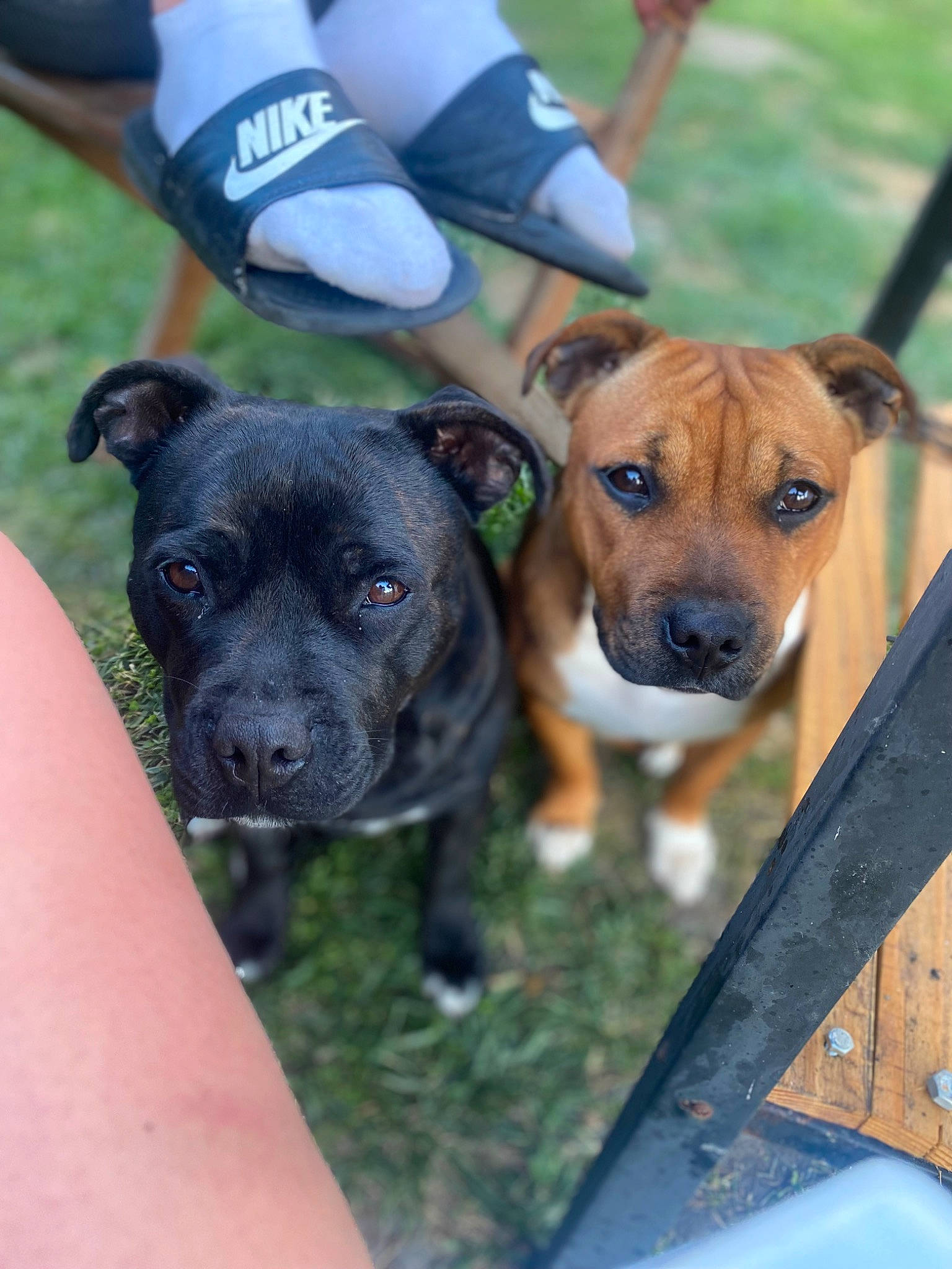 Shanelle participe au concours pour gagner de l'argent avec cette photo : ancient_dog_breeds, canidae, carnivore, collar, companion_dog, dog, dog_breed, dog_collar, fawn, grass, guard_dog, hunting_dog, non_sporting_group, puppy, shorts, snout, sporting_group, whiskers, working_animal, working_dog