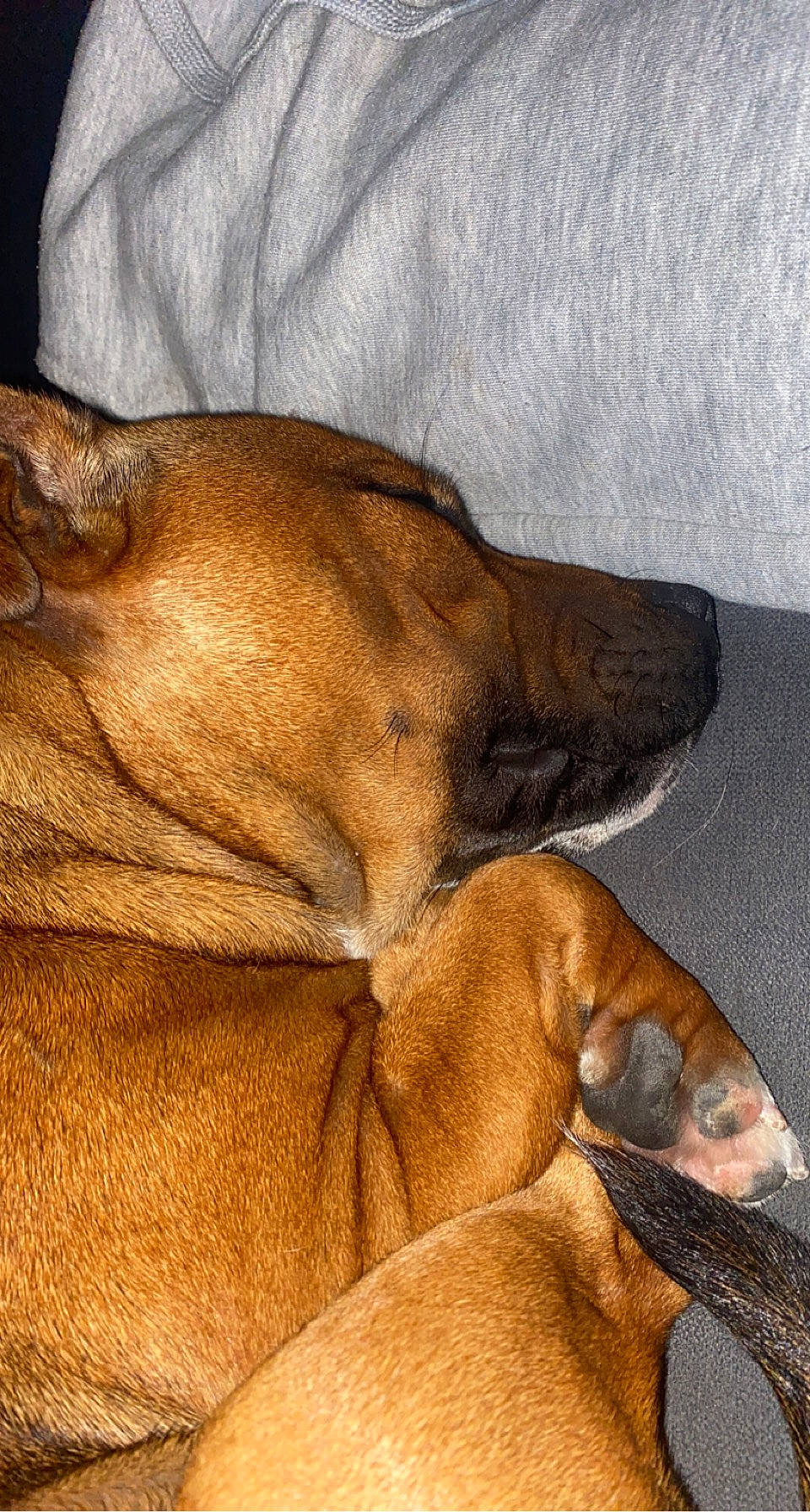 Shanelle participe au concours pour gagner de l'argent avec cette photo : brown, carnivore, comfort, companion_dog, dog, dog_breed, ear, fawn, fur, guard_dog, liver, paw, snout, sporting_group, terrestrial_animal, whiskers, wildlife, wood, working_animal, wrinkle