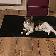 Tartiflette participe au concours pour gagner de l'argent avec cette photo : cat, animal, pet, black_rug, wooden_floor, flooring, door, purple_door, indoor, relaxed, lying_down, fur, whiskers, ears, domestic, quiet, home, cozy, resting, calm