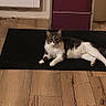 cat, animal, pet, black_rug, wooden_floor, flooring, door, purple_door, indoor, relaxed, lying_down, fur, whiskers, ears, domestic, quiet, home, cozy, resting, calm