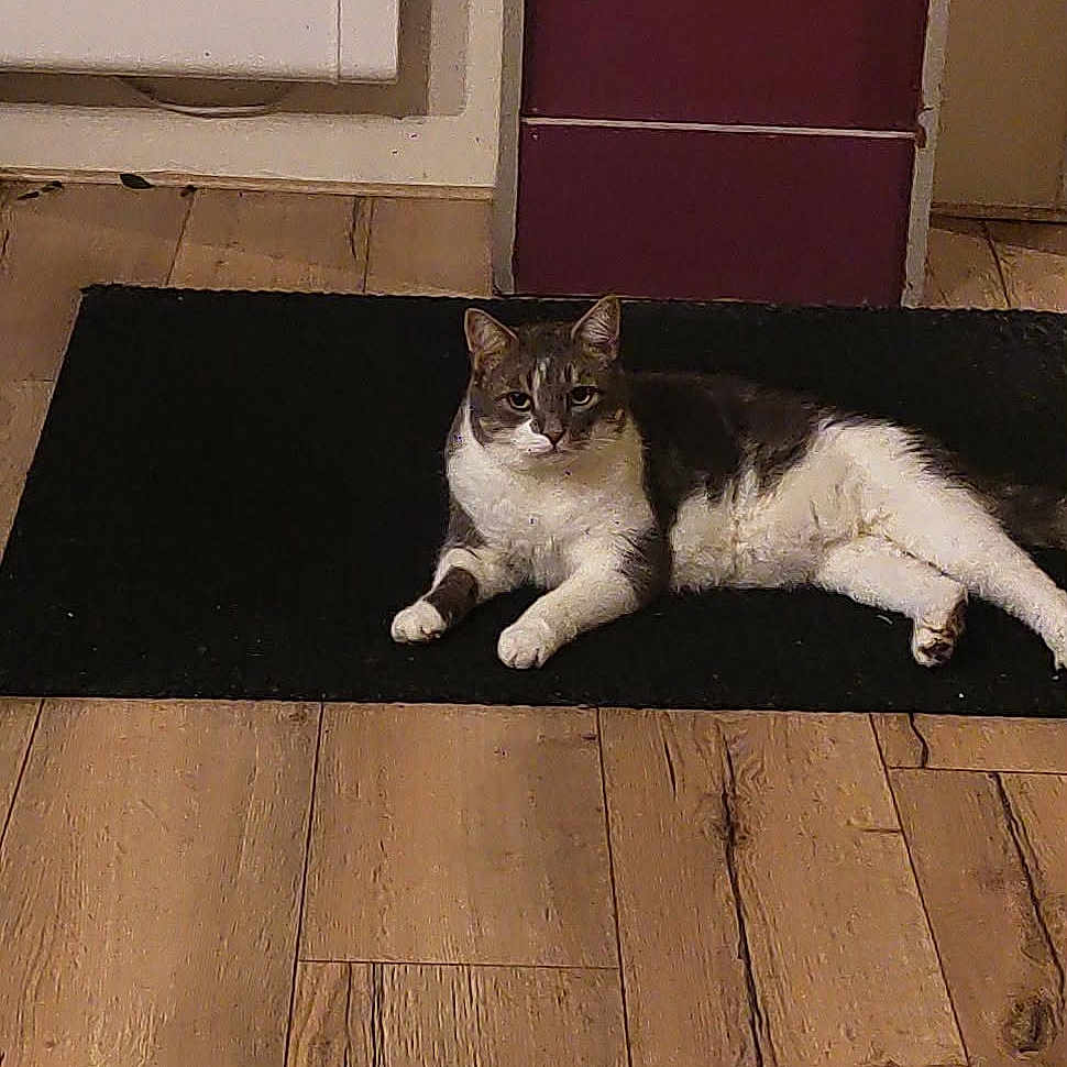 Tartiflette participe au concours pour gagner de l'argent avec cette photo : cat, animal, pet, black_rug, wooden_floor, flooring, door, purple_door, indoor, relaxed, lying_down, fur, whiskers, ears, domestic, quiet, home, cozy, resting, calm