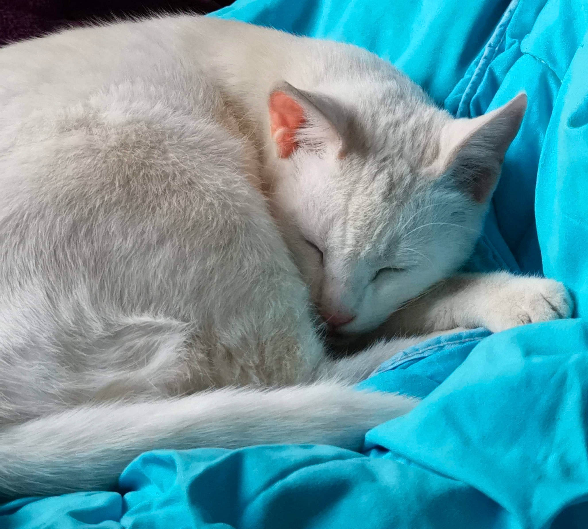 Kiara participe au concours pour gagner de l'argent avec cette photo : azure, blue, carnivore, cat, cat_supply, claw, comfort, domestic_short_haired_cat, electric_blue, fawn, felidae, fur, green, linens, nap, sleep, small_to_medium_sized_cats, snout, tail, whiskers