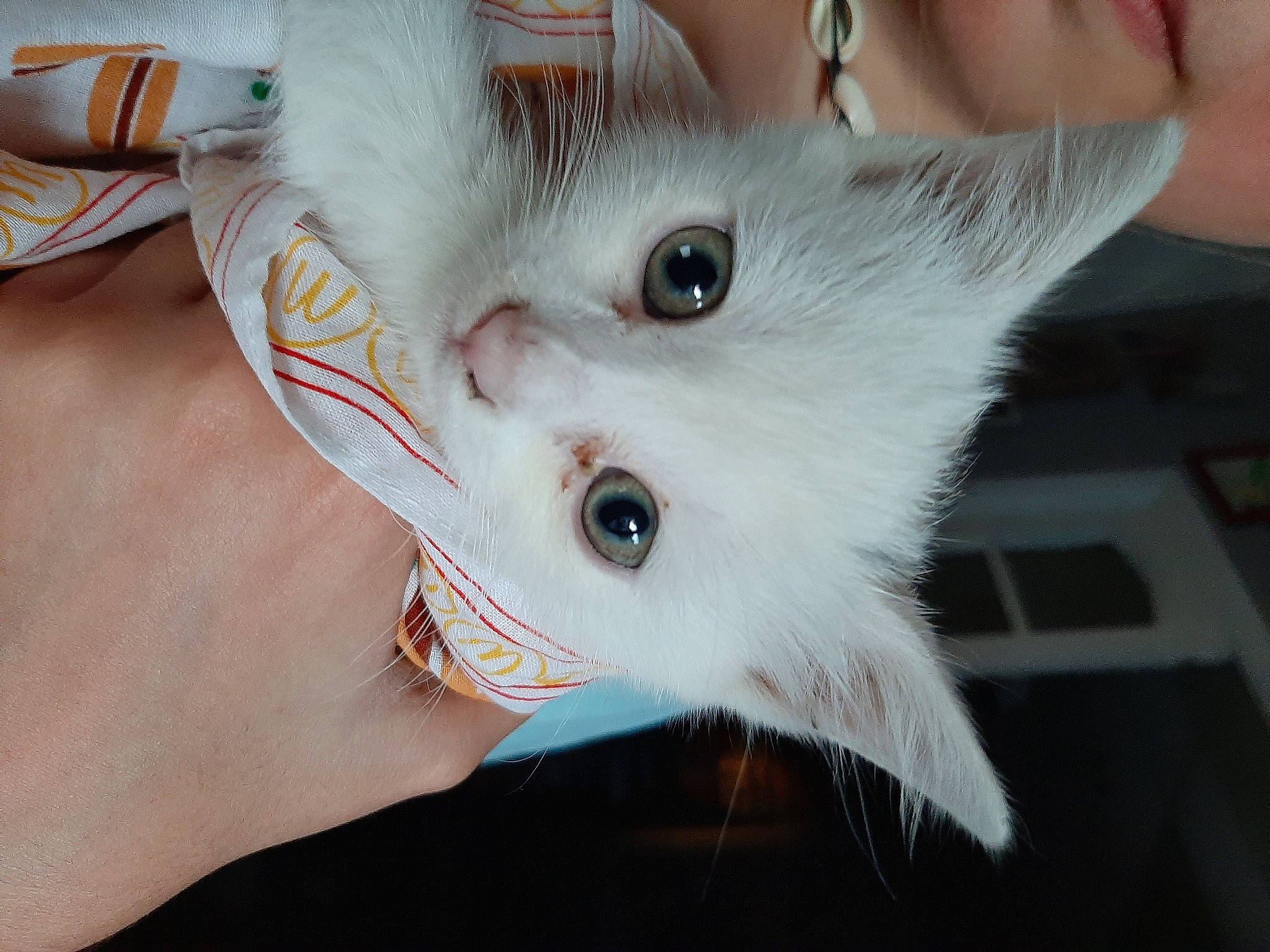 Kiara participe au concours pour gagner de l'argent avec cette photo : carnivore, cat, ear, eyelash, fang, fawn, felidae, fur, iris, small_to_medium_sized_cats, snout, whiskers