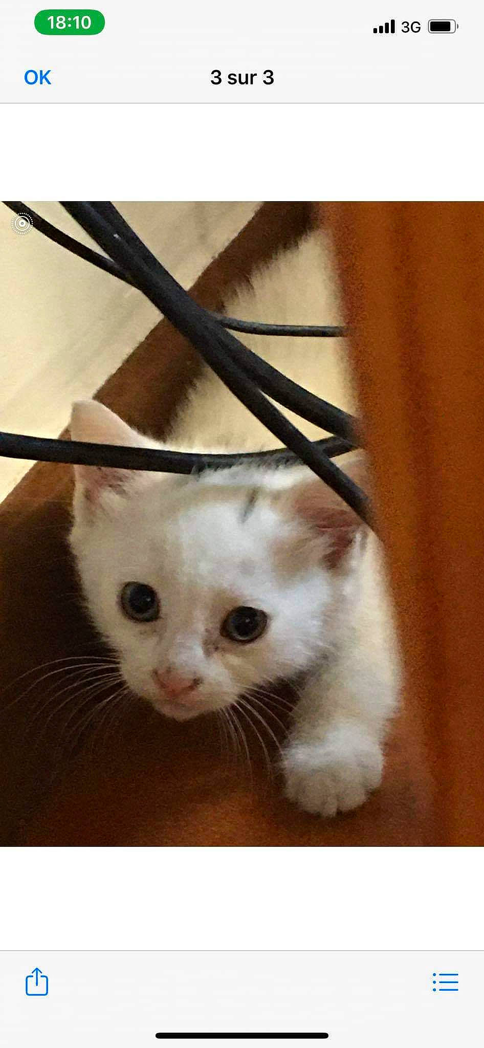 Kiara participe au concours pour gagner de l'argent avec cette photo : carnivore, cat, claw, comfort, domestic_short_haired_cat, eye, fawn, felidae, fur, line, paw, pet_supply, rectangle, small_to_medium_sized_cats, snout, tail, terrestrial_animal, whiskers, wood