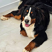 Cesar a rejoint le concours — aidez-le/la à gagner de superbes lots ! dog, bernese_mountain_dog, canine, pet, lying_down, floor, indoor, fur, black_fur, white_fur, brown_fur, tongue_out, friendly, animal, paw, relaxed, cute, companion, mammal, portrait