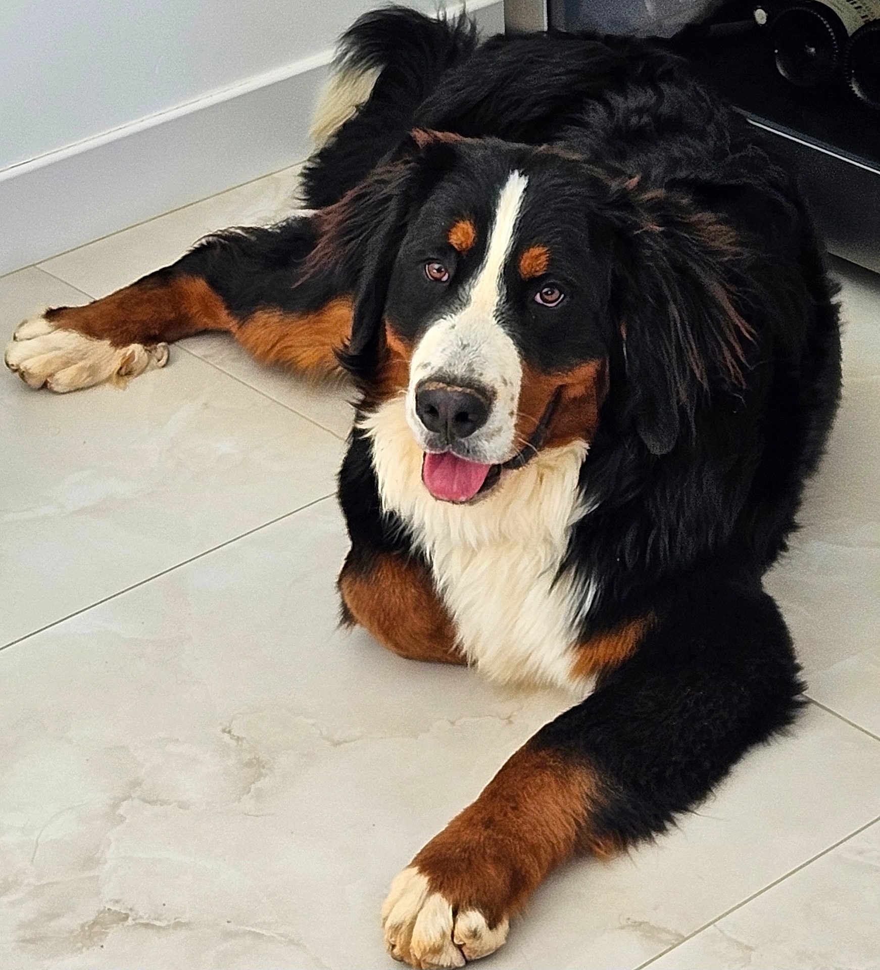 Cesar a rejoint le concours — aidez-le/la à gagner de superbes lots ! dog, bernese_mountain_dog, canine, pet, lying_down, floor, indoor, fur, black_fur, white_fur, brown_fur, tongue_out, friendly, animal, paw, relaxed, cute, companion, mammal, portrait