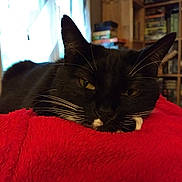 Nutela participe au concours pour gagner de l'argent avec cette photo : cat, black_cat, white_whiskers, red_blanket, indoor, bookshelf, window, relaxed, close_up, pet, feline, cozy, domestic_animal, whiskers, sleepy, resting, soft_texture, fur, household, daylight