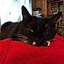 black_cat, bookshelf, cat, close_up, cozy, daylight, domestic_animal, feline, fur, household, indoor, pet, red_blanket, relaxed, resting, sleepy, soft_texture, whiskers, white_whiskers, window