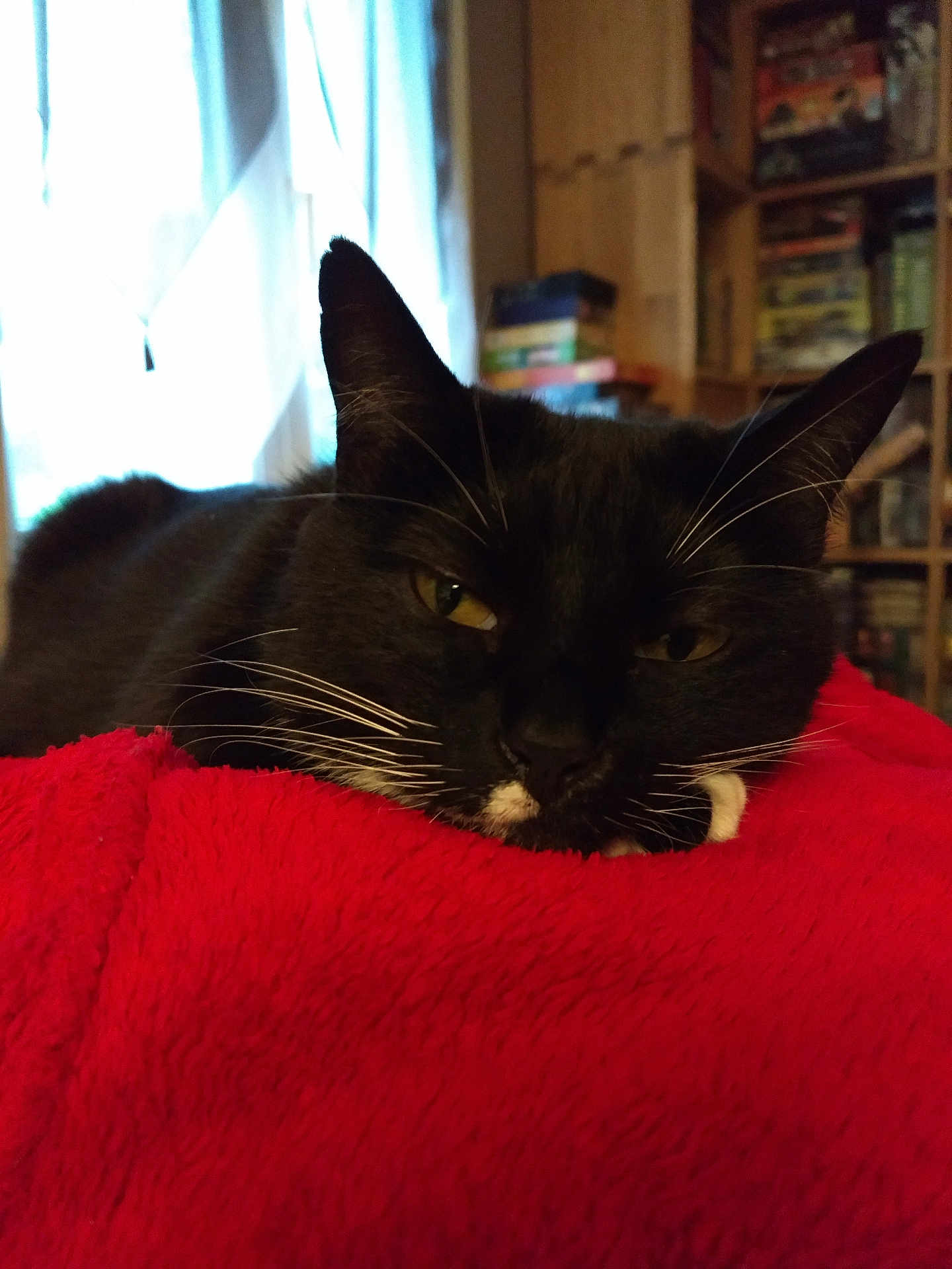 Nutela participe au concours pour gagner de l'argent avec cette photo : cat, black_cat, white_whiskers, red_blanket, indoor, bookshelf, window, relaxed, close_up, pet, feline, cozy, domestic_animal, whiskers, sleepy, resting, soft_texture, fur, household, daylight
