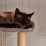Catherine Sahner a rejoint le concours — aidez-le/la à gagner de superbes lots ! cat, siamese, sleeping, cat_tree, pet, indoor, feline, cozy, resting, animal, fur, whiskers, ears, paw, quiet, calm, home, relaxed, cute, mammal