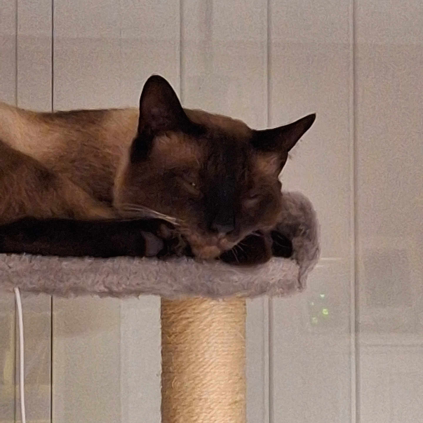 Catherine Sahner a rejoint le concours — aidez-le/la à gagner de superbes lots ! animal, calm, cat, cat_tree, cozy, cute, ears, feline, fur, home, indoor, mammal, paw, pet, quiet, relaxed, resting, siamese, sleeping, whiskers