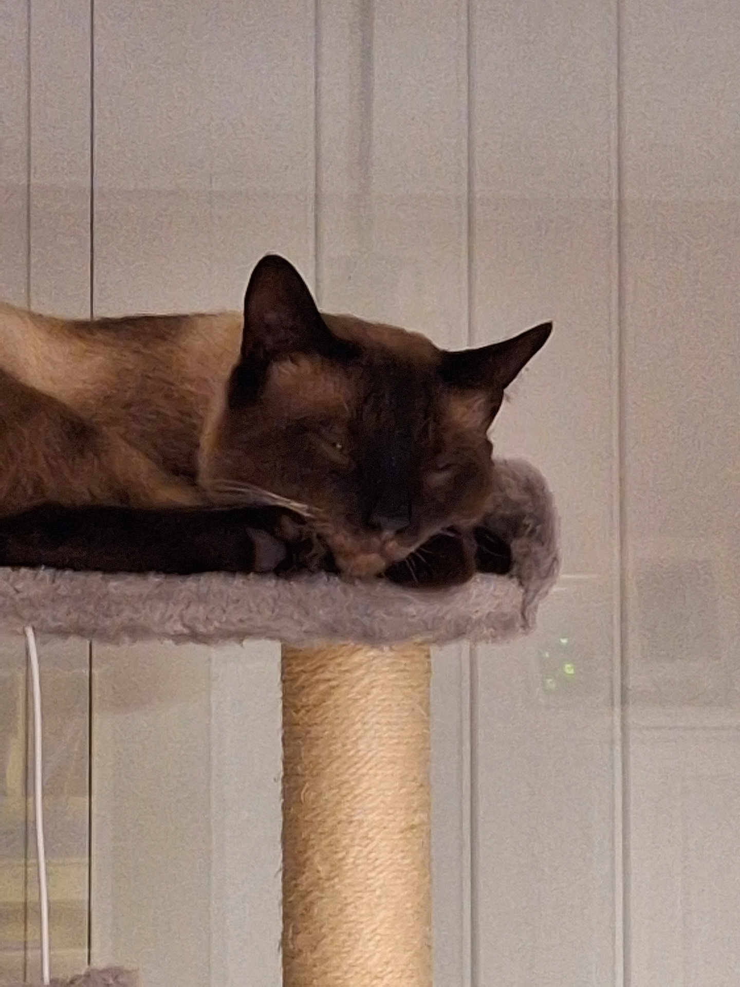 Catherine Sahner a rejoint le concours — aidez-le/la à gagner de superbes lots ! cat, siamese, sleeping, cat_tree, pet, indoor, feline, cozy, resting, animal, fur, whiskers, ears, paw, quiet, calm, home, relaxed, cute, mammal