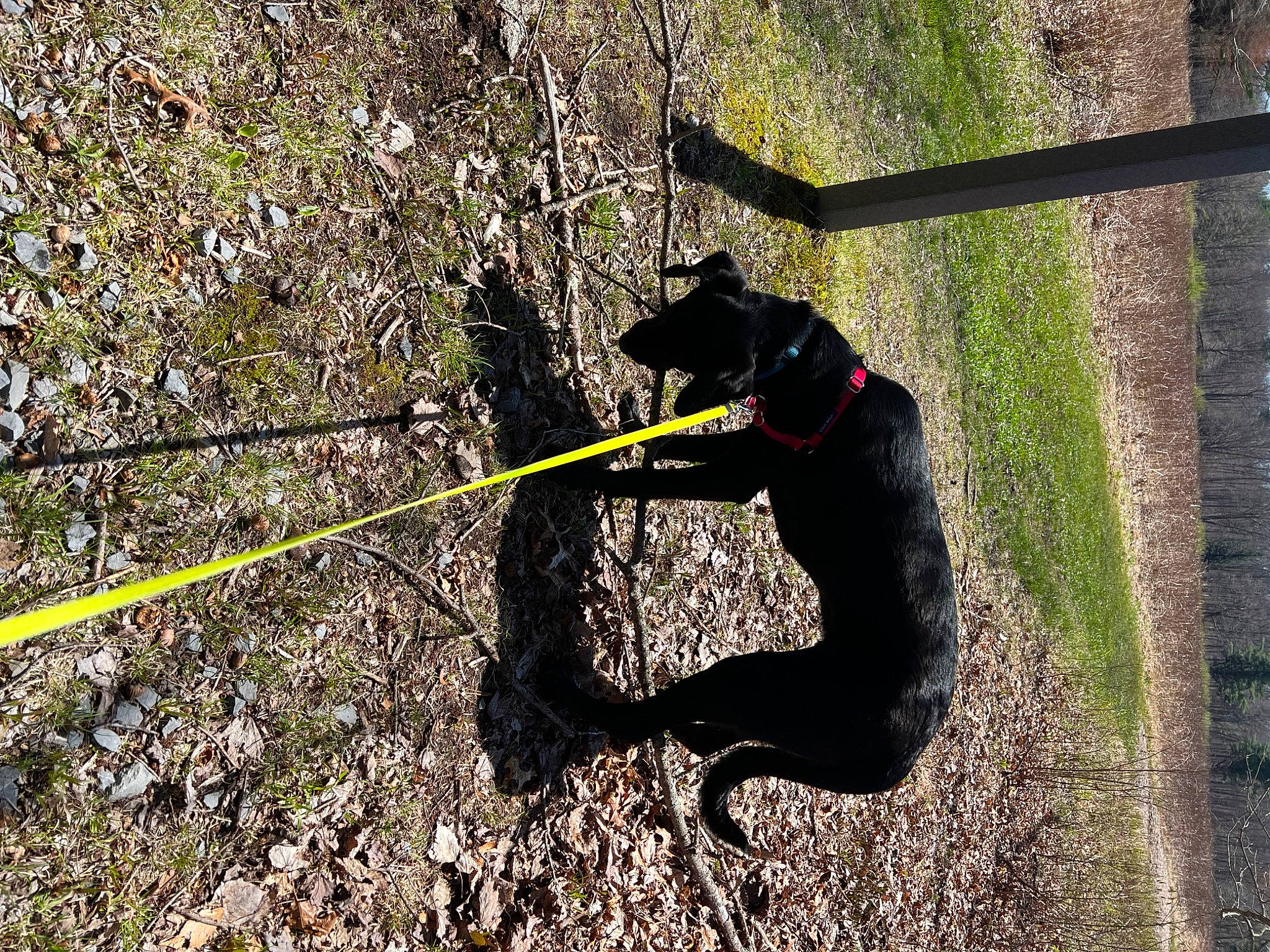 Foster joined the competition — help win amazing prizes! carnivore, collar, companion_dog, dog, dog_breed, dog_collar, fashion_accessory, fawn, grass, leash, pet_supply, plant, recreation, shadow, soil, tail, terrestrial_animal, tints_and_shades, tree, working_animal