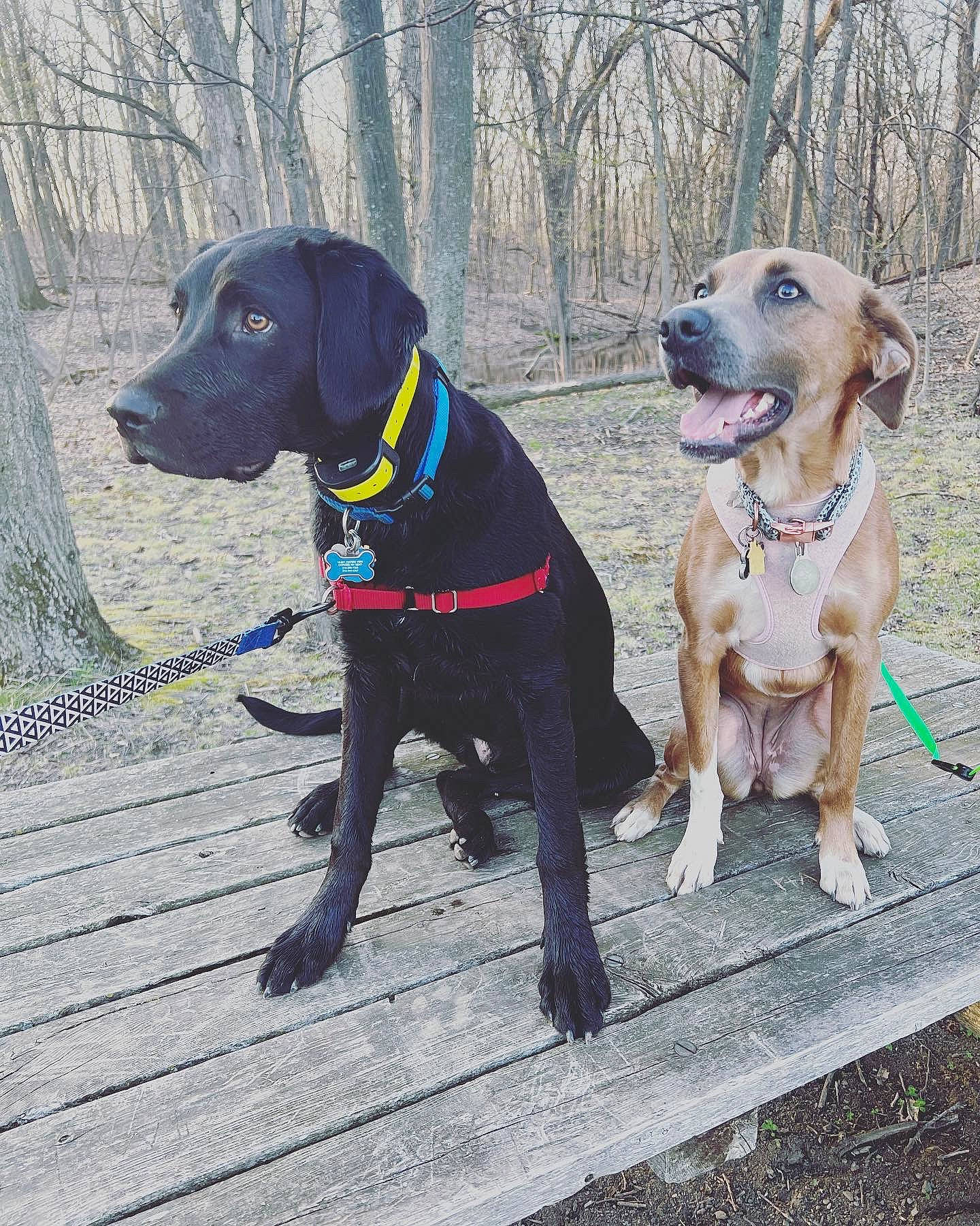 Foster joined the competition — help win amazing prizes! canidae, carnivore, collar, companion_dog, dog, dog_breed, dog_collar, dog_supply, fashion_accessory, fawn, gun_dog, leash, pet_supply, plant, retriever, snout, sporting_group, tail, tree, working_animal