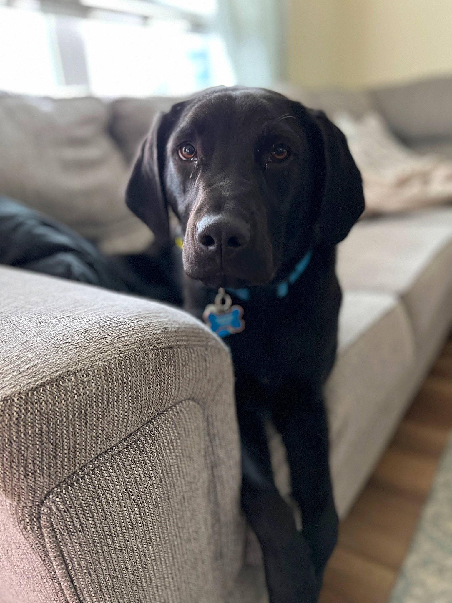 Foster joined the competition — help win amazing prizes! borador, canidae, carnivore, collar, comfort, companion_dog, dog, dog_breed, dog_collar, electric_blue, flooring, fur, grey, gun_dog, liver, pet_supply, snout, sporting_group, whiskers, working_animal