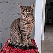 Appy a rejoint le concours — aidez-le/la à gagner de superbes lots ! alert, animal, cat, curious, ears, feline, floor_tiles, green_eyes, indoor, indoors, pet, quiet, red_surface, sitting, striped, tabby, tail, wall, whiskers, woven