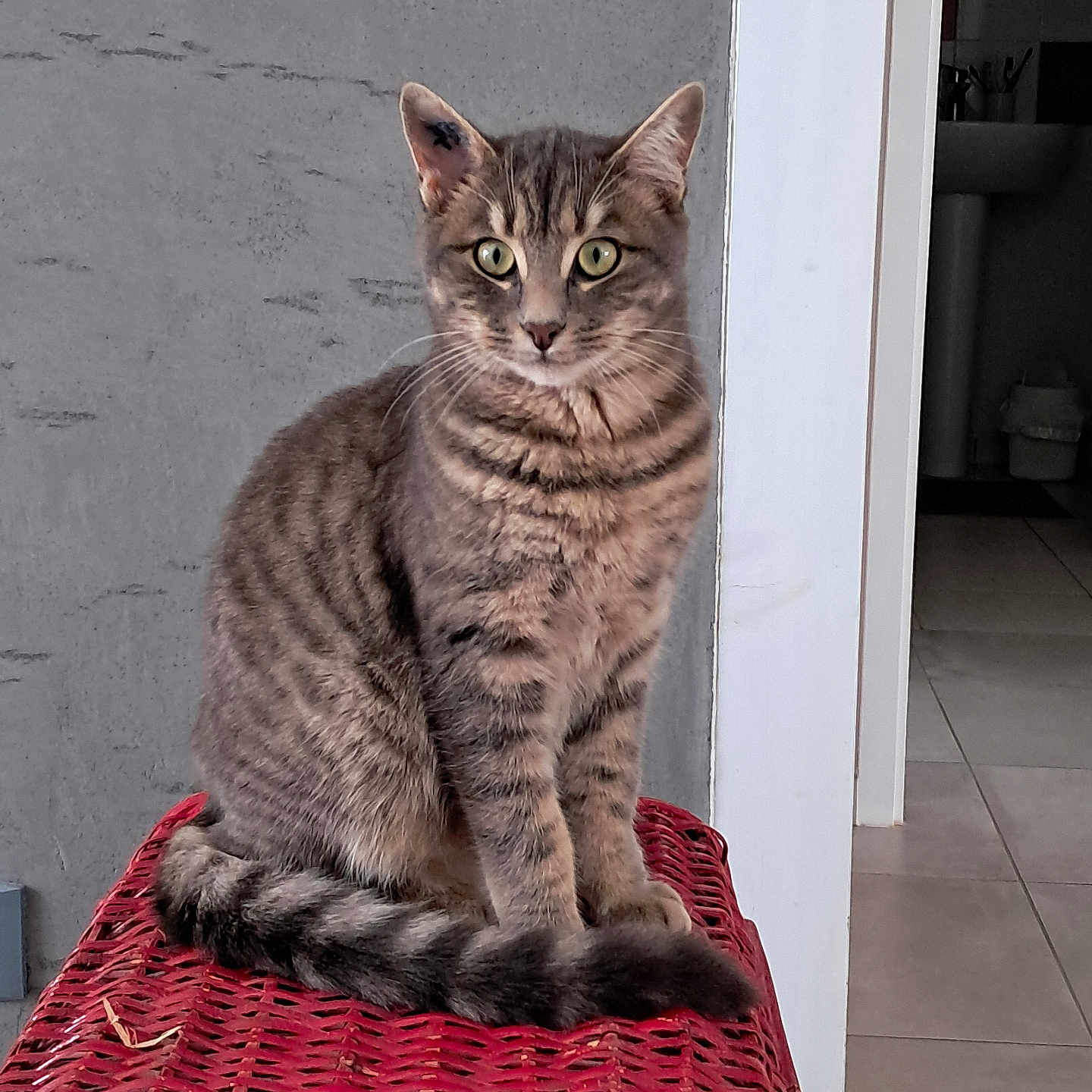 Appy a rejoint le concours — aidez-le/la à gagner de superbes lots ! alert, animal, cat, curious, ears, feline, floor_tiles, green_eyes, indoor, indoors, pet, quiet, red_surface, sitting, striped, tabby, tail, wall, whiskers, woven