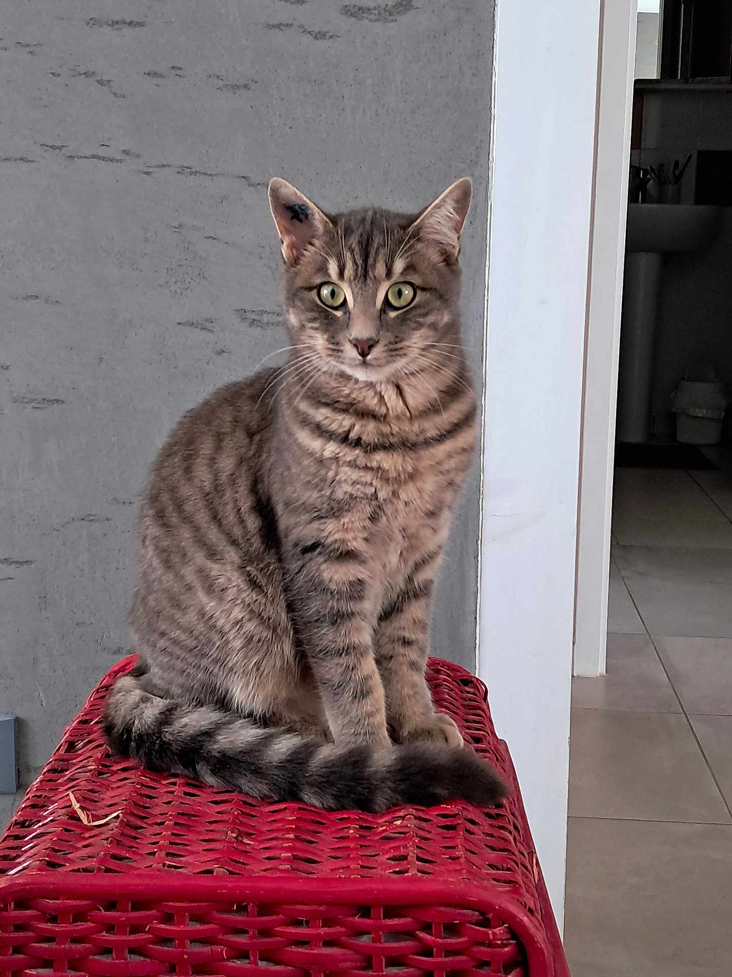 Appy a rejoint le concours — aidez-le/la à gagner de superbes lots ! alert, animal, cat, curious, ears, feline, floor_tiles, green_eyes, indoor, indoors, pet, quiet, red_surface, sitting, striped, tabby, tail, wall, whiskers, woven