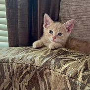 Prince joined the competition — help win amazing prizes! kitten, cat, orange_cat, indoor, couch, patterned_fabric, curtains, furniture, pet, cute, small, young, animal, cozy, paws, ears, whiskers, resting, looking, curious