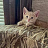 kitten, cat, orange_cat, indoor, couch, patterned_fabric, curtains, furniture, pet, cute, small, young, animal, cozy, paws, ears, whiskers, resting, looking, curious
